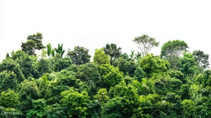 Obraz premium Lush Green Forest Canopy with Various Trees and Foliage Against a White Background, Emphasizing Nature's Diversity and Serenity in a Tropical Environment