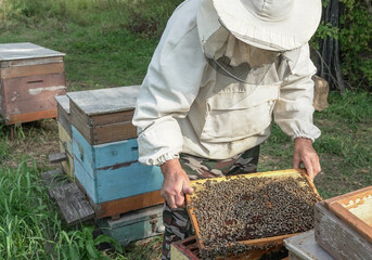 A beekeeper at an apiary examines hives with bees, wearing a protective suit, on a sunny summer day.