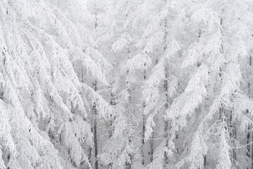 Snow Scenery of Daegwallyeong, Gangwon-do, Korea