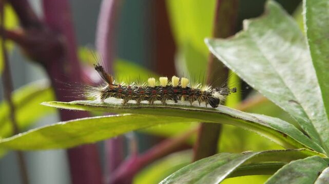 Vapourer moth caterpillar on a plant leaf close up stock footage