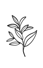 Green tea branch with leaves. Hand drawn botany illustration