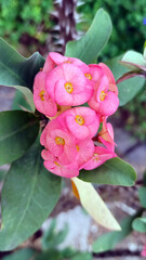 Euphorbia milii flower or crown of thorns flower