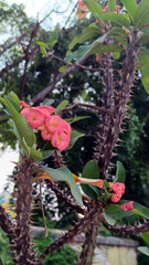 Euphorbia milii flower or crown of thorns flower