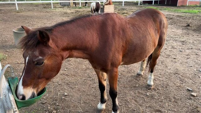 Brown horse drinks water from a special automatic bowls for cattle or drinker in paddock. Concept of human-nature relations. Bay horse is drinking from autodrinker in corral farm. Horse in stable.