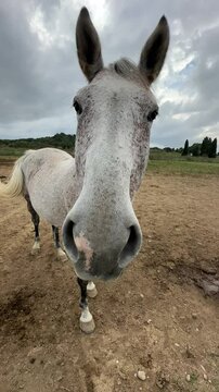 Close up of dapple grey horse in paddock or corral farm on cloudy background. Portrait of white curious horse looking at camera. Head of horse vertical video