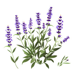 Naklejka premium A bouquet of fresh lavender flowers tied with a beige ribbon, isolated on a white background, exuding elegance and fragrance.