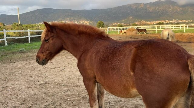 Close up of brown horse staying in paddock or corral farm on horses and mountains background. Bay horse resting in stable. Breeding horses