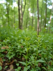 Obraz premium Young green plant growing in natural forest background, botany, organic, fresh