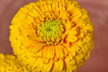 ガーベラの賞賛歌