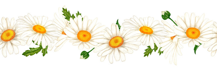 Border of watercolor white daisies and leaves. Wildflowers for design of cards
