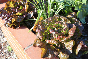 Red head of lettuce growing in the garden, growing. Healthy vegetarian food .