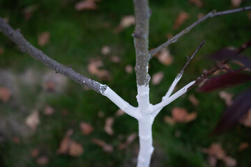 Lime whitened tree trunk. The concept of working and caring for the garden in the autumn. Czech Republic, Europe.