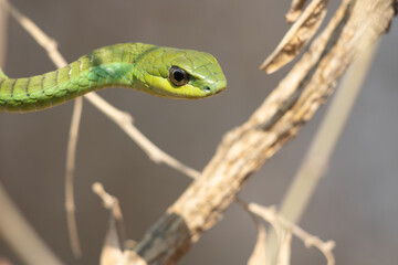 Male Boomslang (Dispholidus typus) Close-Up Among Tree Branches
