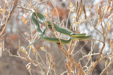 Male Boomslang (Dispholidus typus) Coiled Among Branches