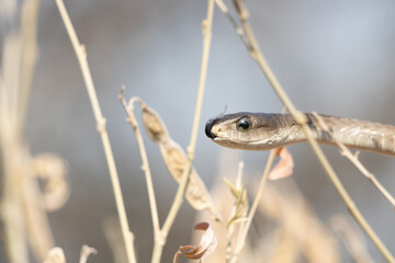 Female Boomslang (Dispholidus typus) Peeking Through Branches