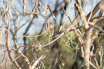 Female Boomslang (Dispholidus typus) Camouflaged Among Branches