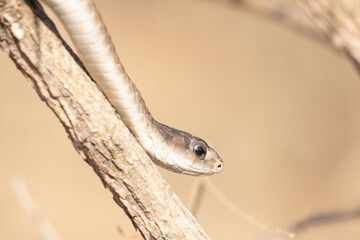 Female Boomslang (Dispholidus typus) Close-Up on Tree Branch