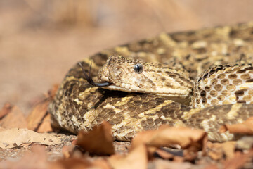 Puff Adder (Bitis arietans) Coiled and Tongue Flicking in Natural Habitat