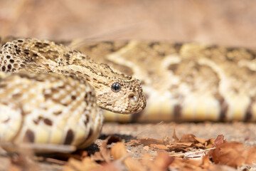 Puff Adder (Bitis arietans) Close-Up Showing Intricate Patterns