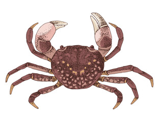 Hand drawn purple shore crab illustration