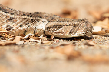 Puff Adder (Bitis arietans) Resting on Dry Leaves in Natural Habitat