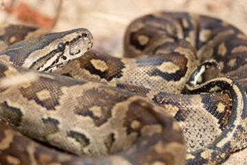 African Rock Python (Python sebae) Coiled Close-Up in Natural Habitat