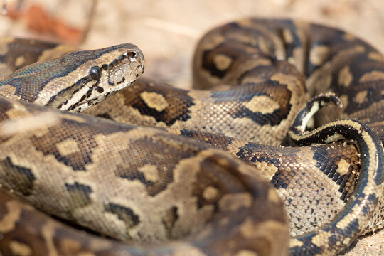 African Rock Python (Python sebae) Coiled Close-Up in Natural Habitat