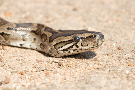 African Rock Python (Python sebae) Close-Up on Sandy Terrain