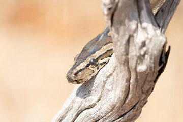 African Rock Python (Python sebae) Perched in a Tree