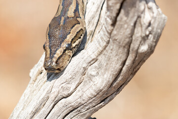 African Rock Python (Python sebae) Resting on Tree Stump