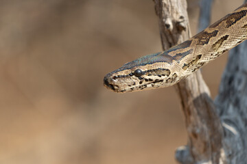 African Rock Python (Python sebae) Close-Up on Tree Branch