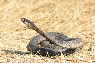 Snouted Cobra (Naja annulifera) Striking in Grassland Habitat