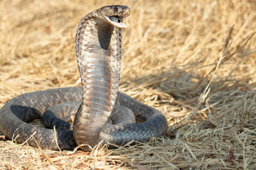 Snouted Cobra (Naja annulifera) with Raised Hood and Open Mouth in Grassland