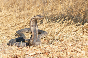 Snouted Cobra (Naja annulifera) Displaying Defensive Posture in Grassland Habitat