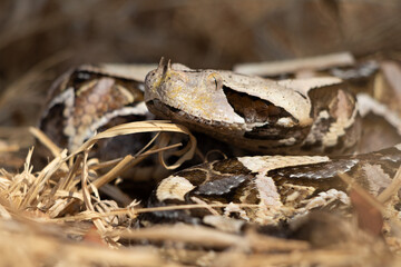 Gaboon Viper (Bitis gabonica) Camouflaged in Natural Habitat