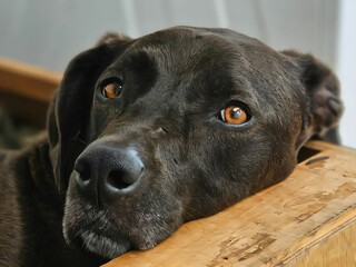 Black Labrador Retriever Resting