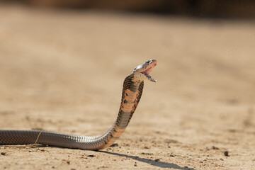 Mozambique Spitting Cobra (Naja mossambica) Spitting Venom in Defensive Action