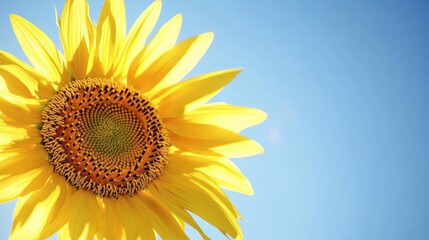 Obraz premium Vibrant sunflower blooming against a clear blue sky nature photography outdoor setting close-up view botanical beauty