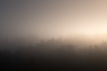 Arbre dans la brume Ardèche France