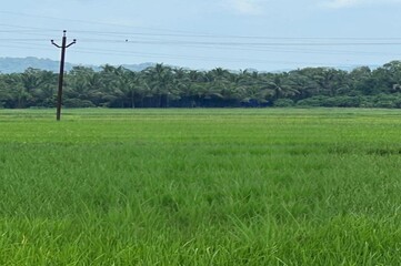 green grass field and sky