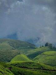 Fototapeta premium tea plantation