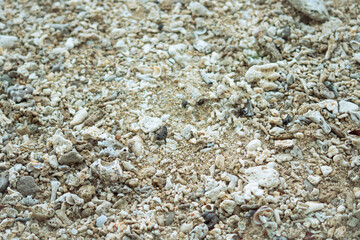 close up of coral rocks on the coast