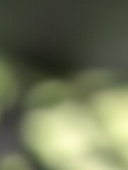 Abstract blurry bokeh green background stock photo