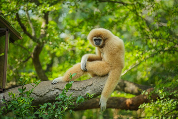 common gibbon or white-handed gibbon on tree