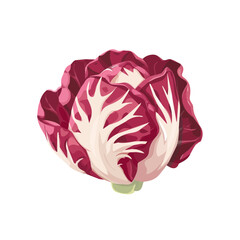 A Simple flat design 2D icon radicchio isolated on a white background, animation design, vector, flat design, animation design, simple flat 2D icon, minimalist icon, illustration
