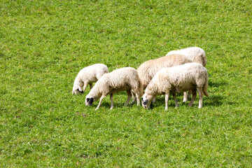Sheep grazing freely, green grass, eco farm concept