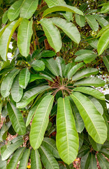 Detail of Umbrella Tree leaves
