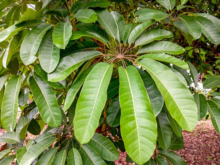 Detail of Umbrella Tree leaves