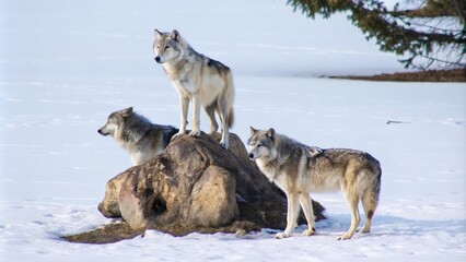 Naklejka premium wolf in winter