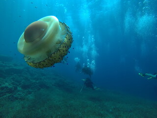 scene with jellyfish